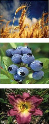 wheat, blueberry and iris pictures